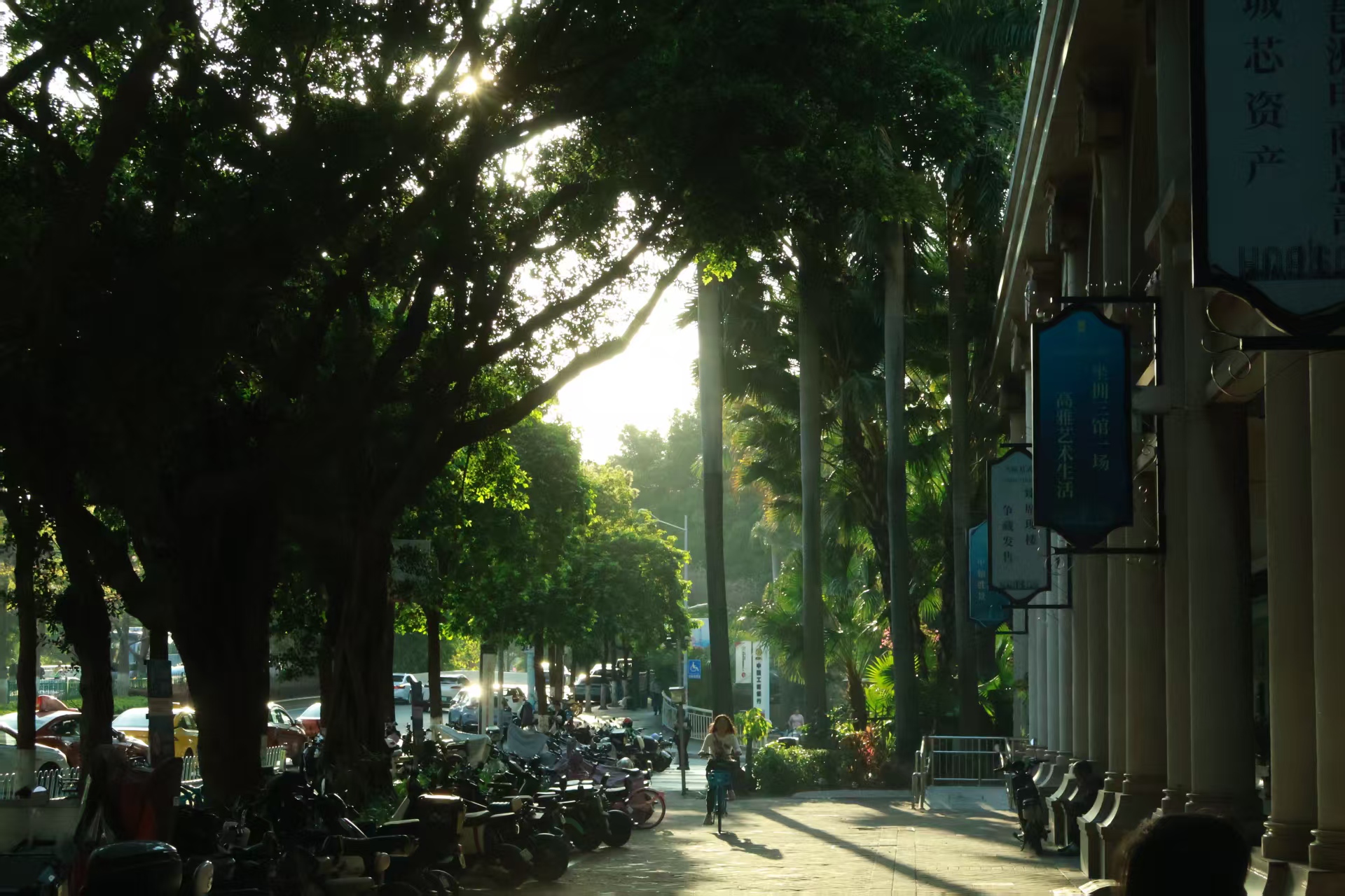 Morning light along a tree-lined street in Guangzhou