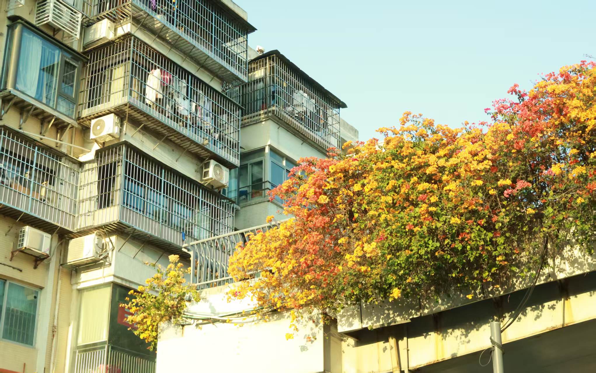Sunlit residential buildings and flowering trees in Guangzhou