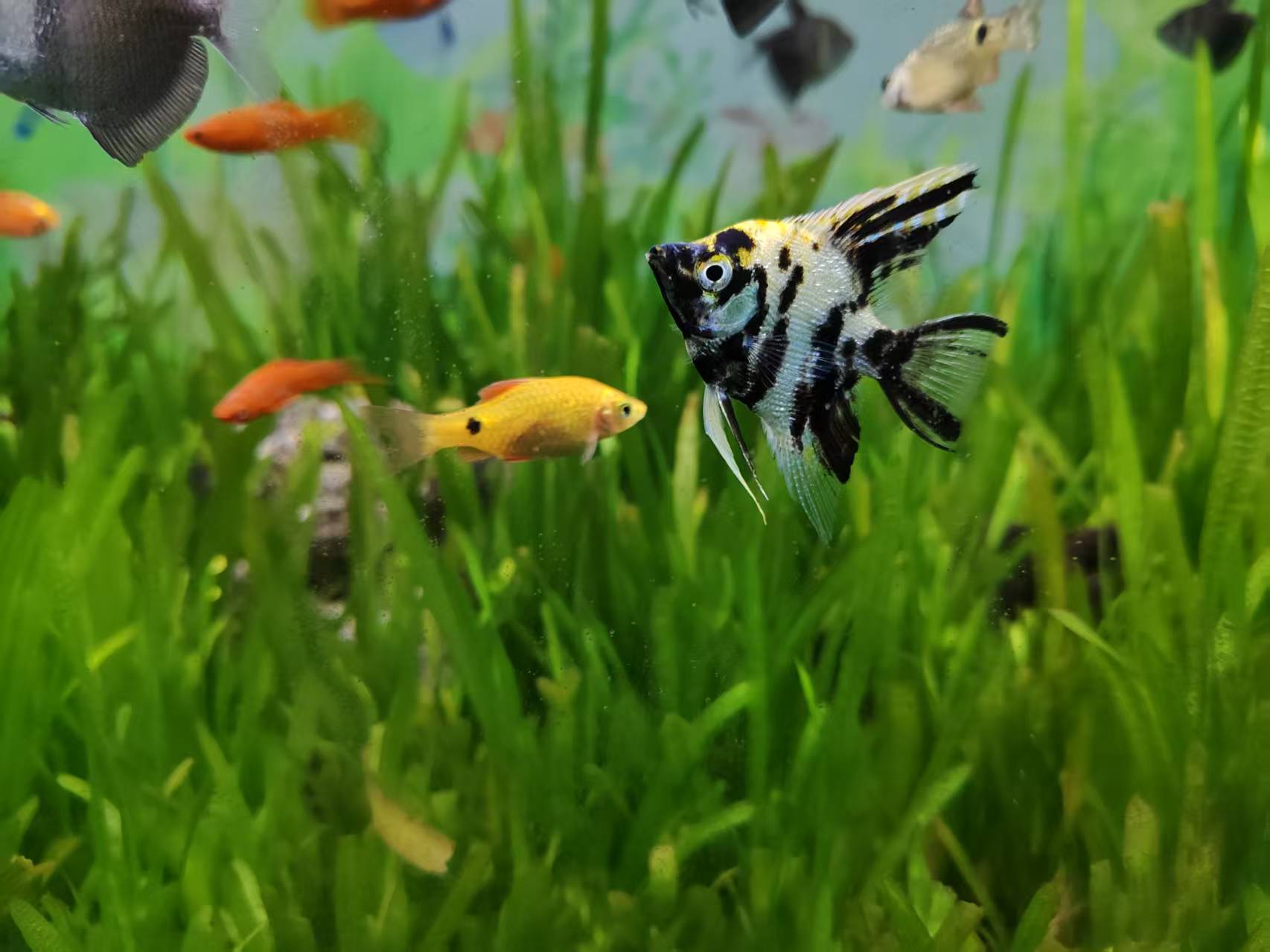 Colorful fish swimming through an aquarium in Haikou