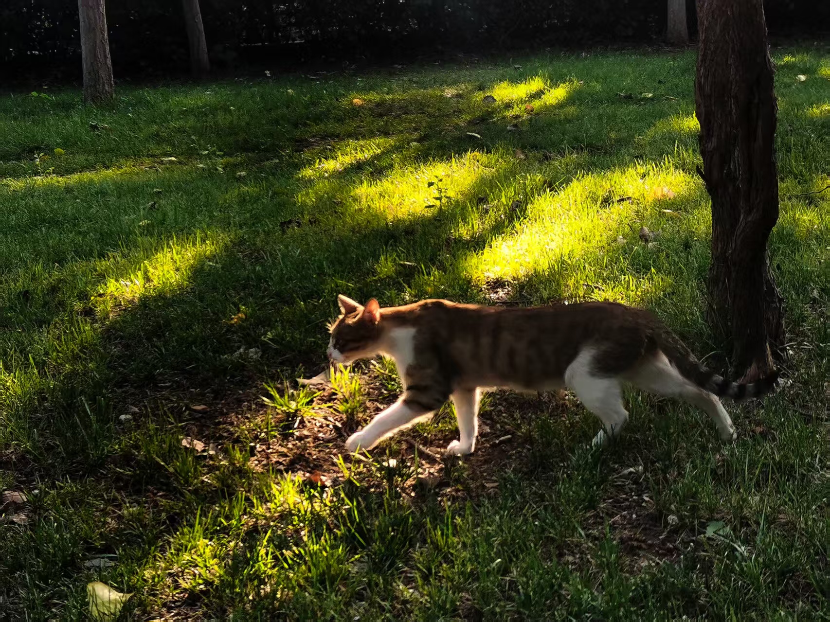 A cat walking through a patch of sunlight in Jinan