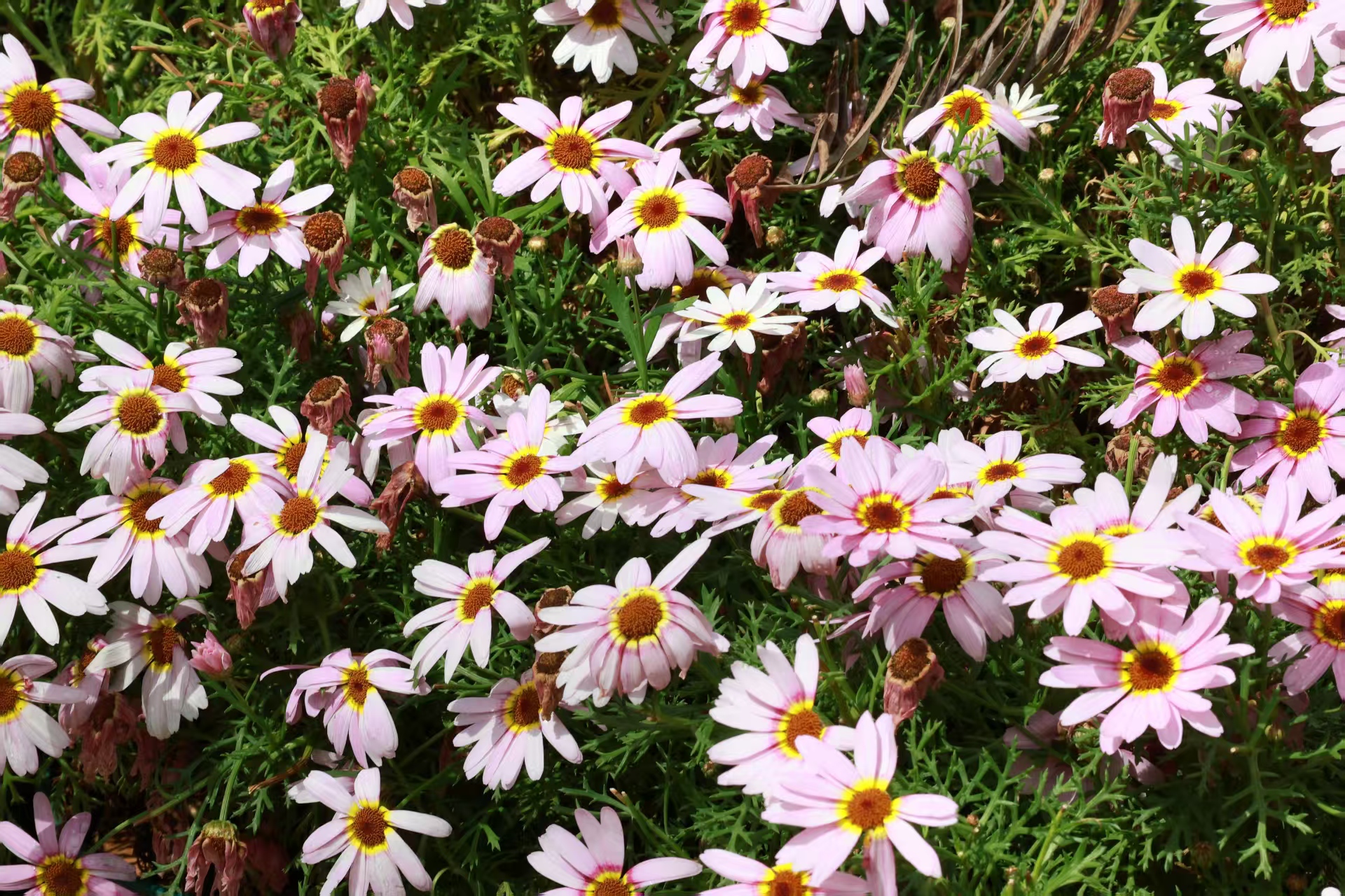 A cluster of white and pink flowers in Kunming