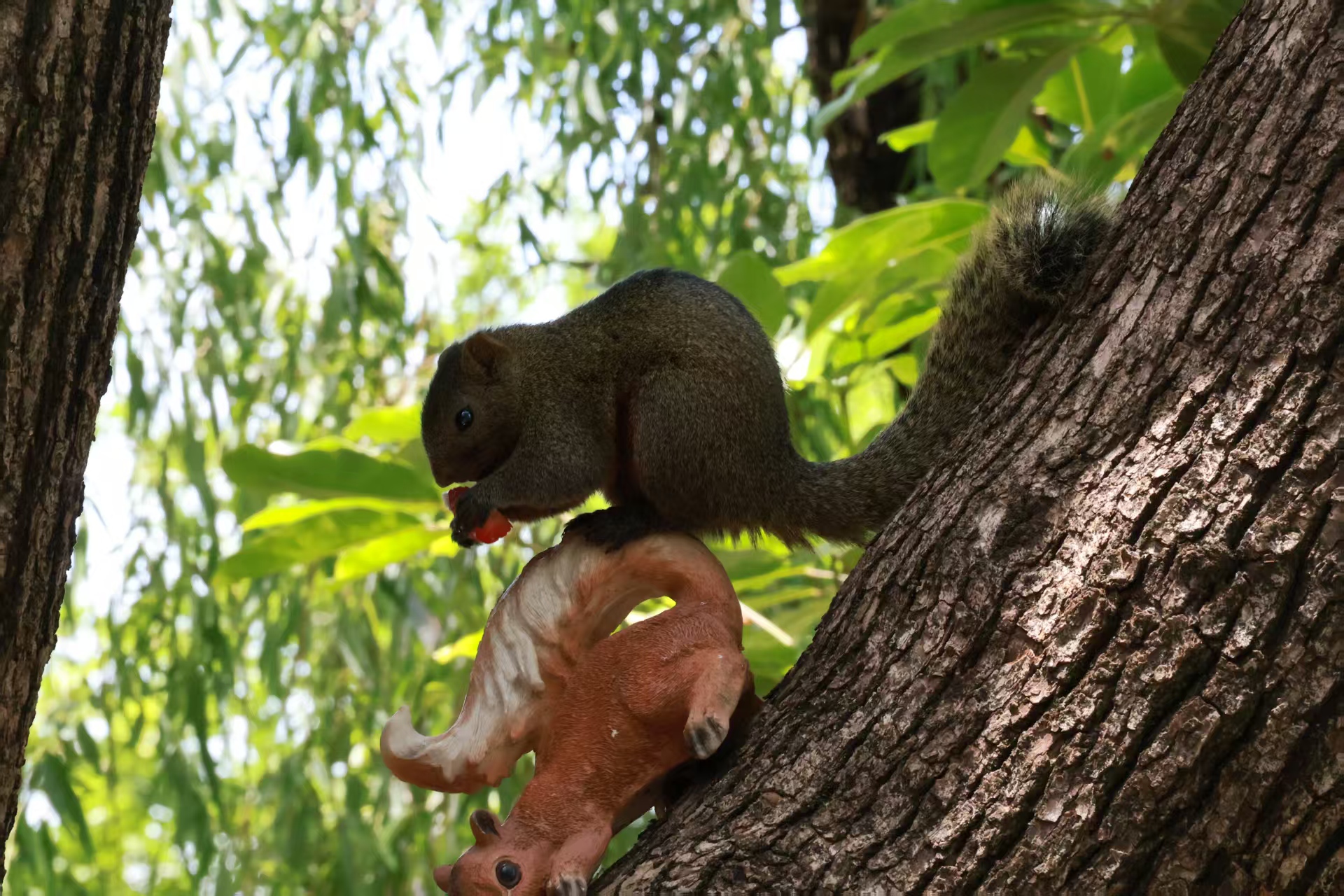 A squirrel perched on a tree in Kunming